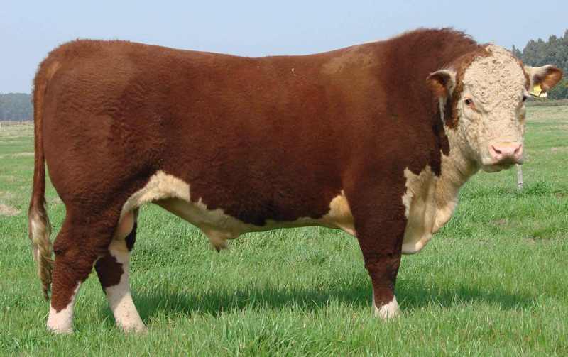 Venda de touros POLLED HEREFORD