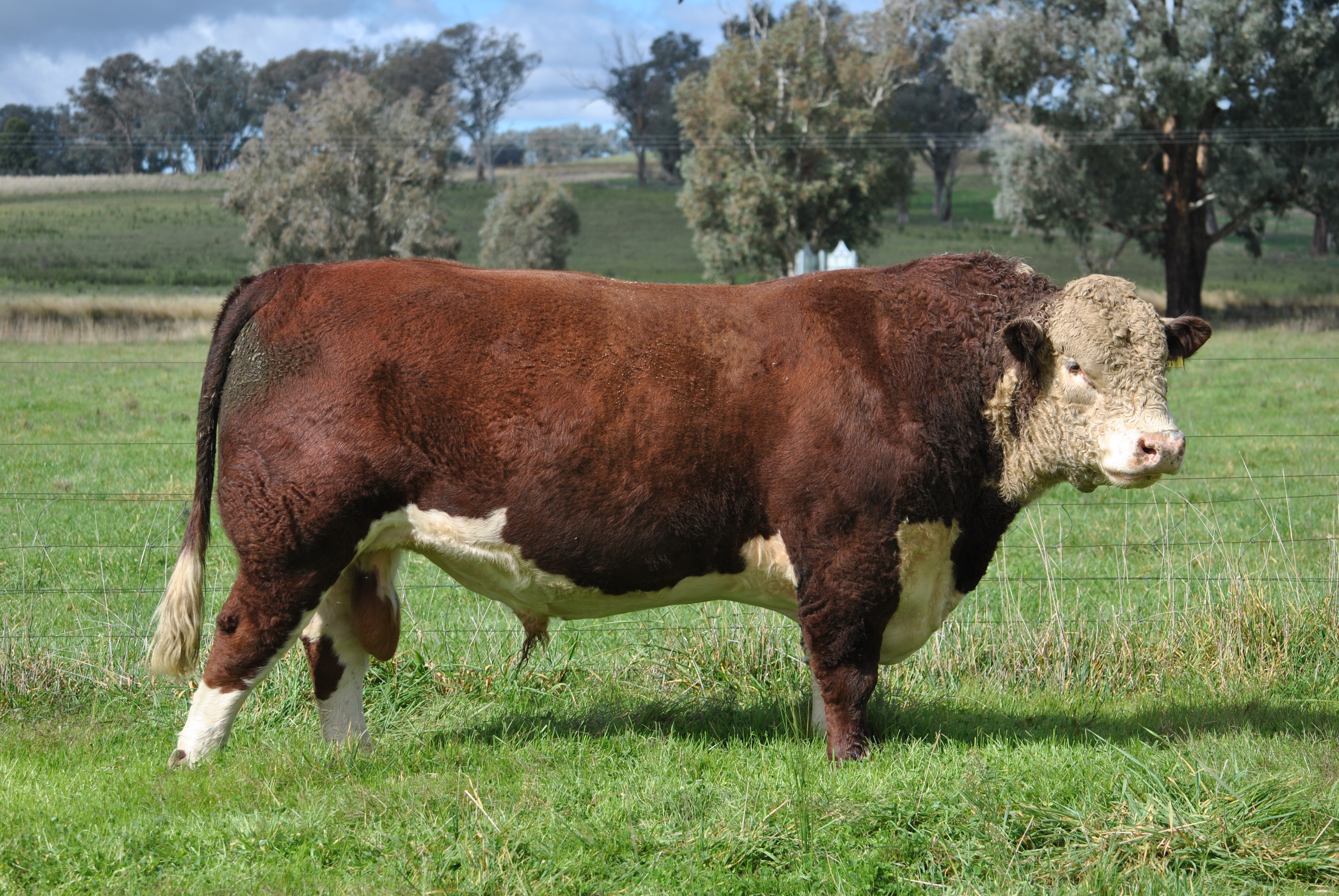 Venda de touros POLLED HEREFORD