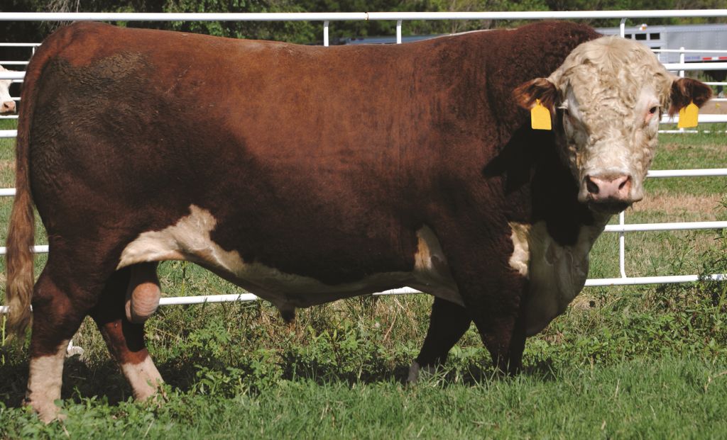 Venda de touros POLLED HEREFORD